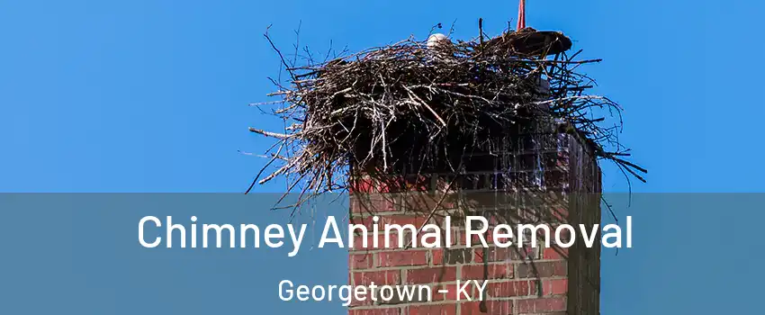 Chimney Animal Removal Georgetown - KY