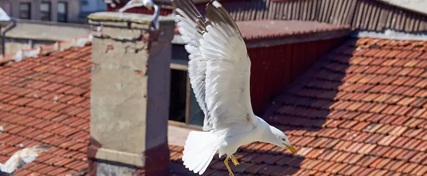 Residential Chimney Animal Removal Solution in Georgetown, KY